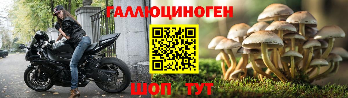 Псилоцибиновые грибы Cubensis Славгород